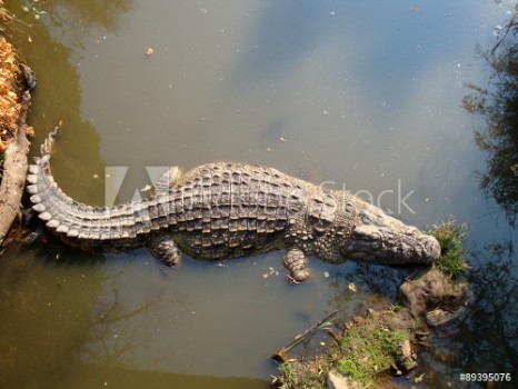 Picture of Crocodilo africano
